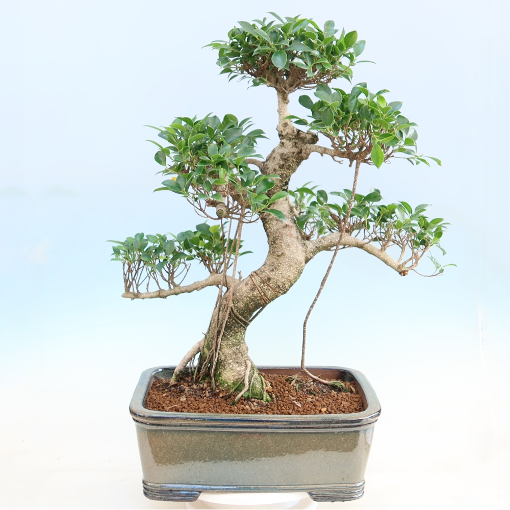 Room bonsai - Ficus kimmen - small-leaved ficus
