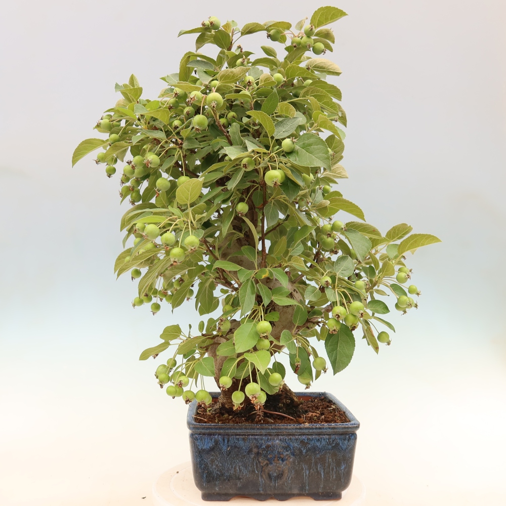 Outdoor bonsai -Malus halliana - Small-fruited apple tree