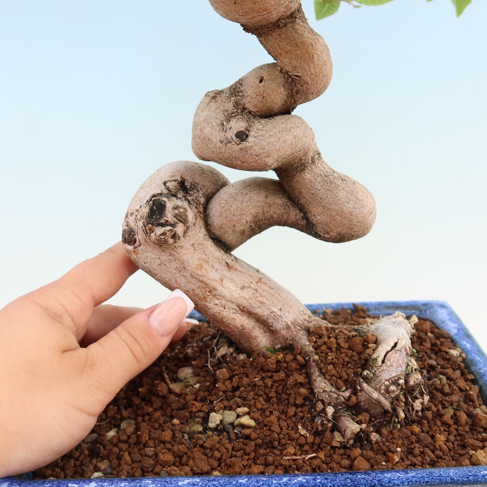 Outdoor bonsai -Carpinus coreana - Korean Hornbeam