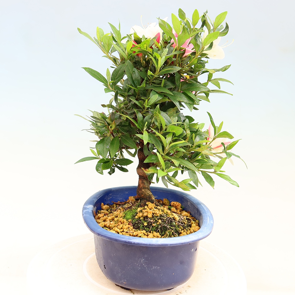 Outdoor bonsai - Japanese azalea - Azalea CHIHIRO