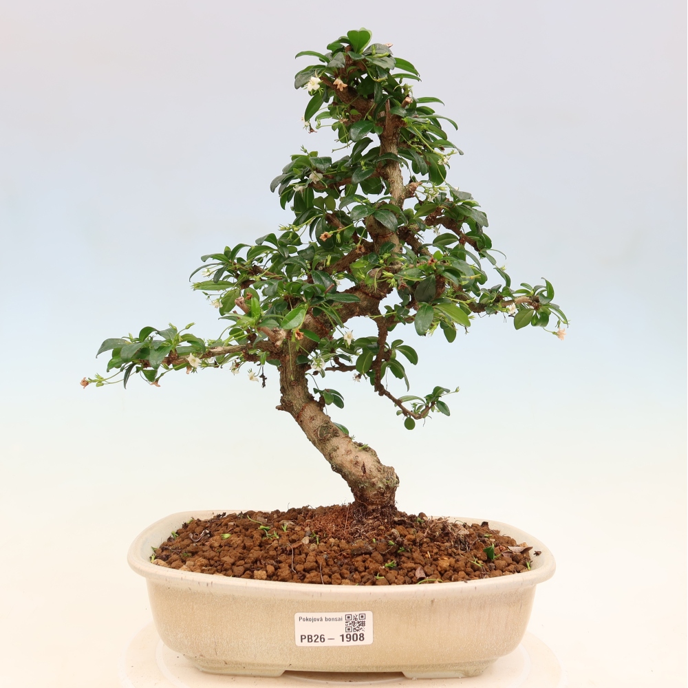 Room bonsai - Carmona macrophylla - Tea fuki
