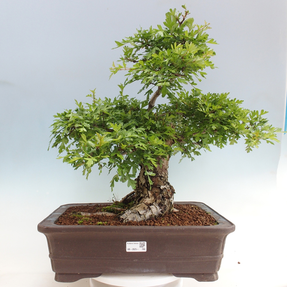 Outdoor bonsai - Hawthorn - Crataegus monogyna