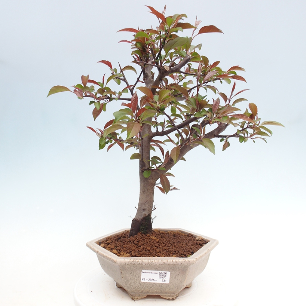 Outdoor bonsai - Malus domestica - Small-fruited red-leaved apple tree