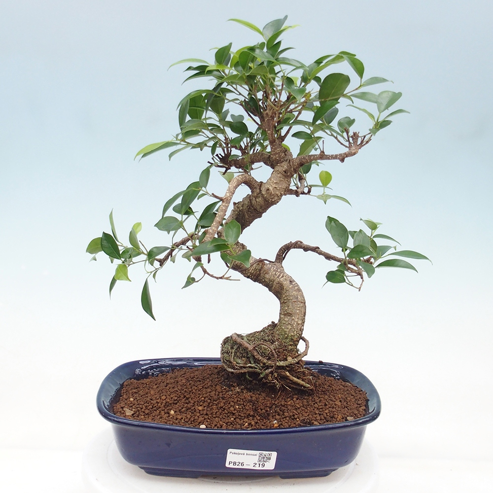 Room bonsai - Ficus retusa - small-leaved ficus