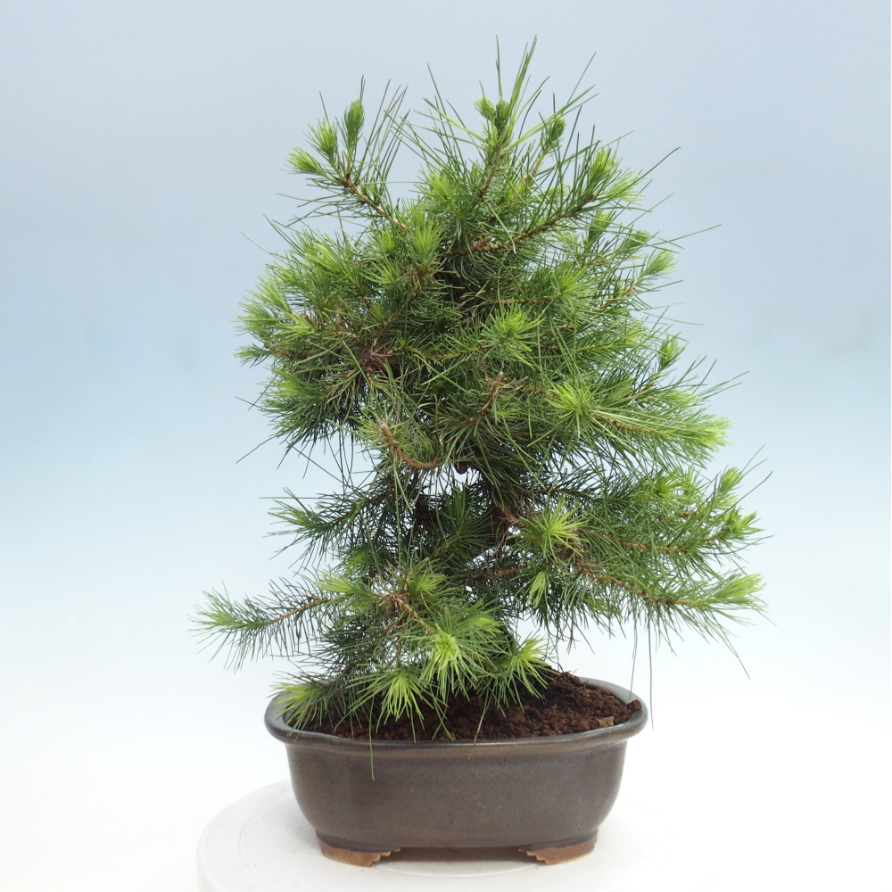 Room bonsai-Pinus halepensis-Pine of Aleppo