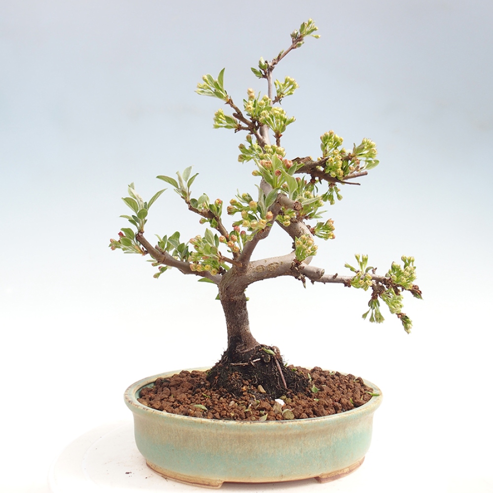Outdoor bonsai - Malus sargentii - Small-fruited apple tree