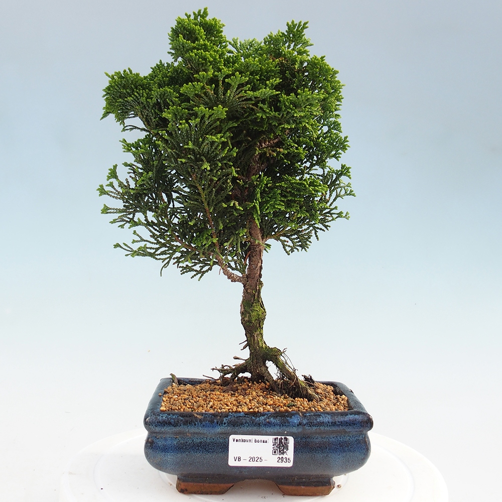 Outdoor bonsai - Cham.pis obtusa Nana Gracilis - Cypress