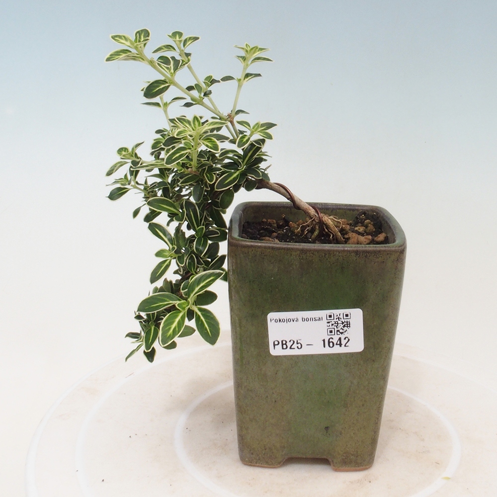 Indoor bonsai - Serissa foetida Variegata - Tree of a thousand stars