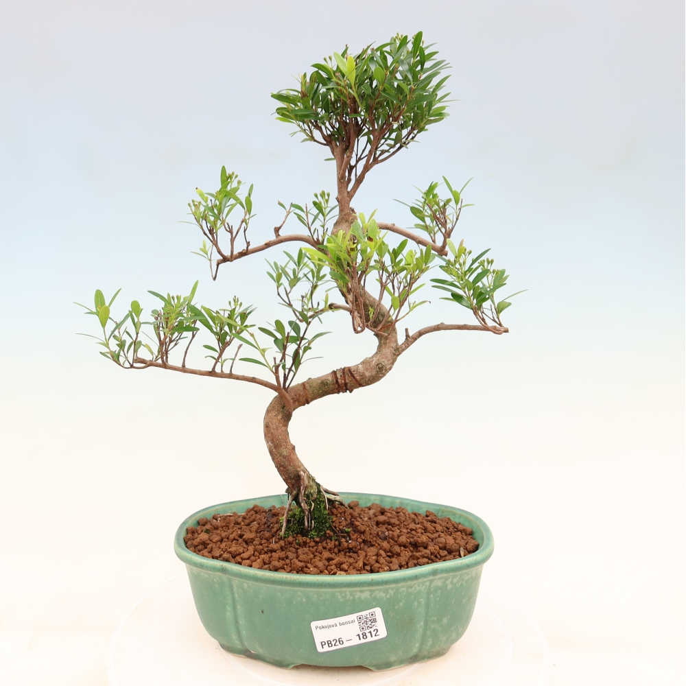 Room bonsai - Syzygium - Pimento
