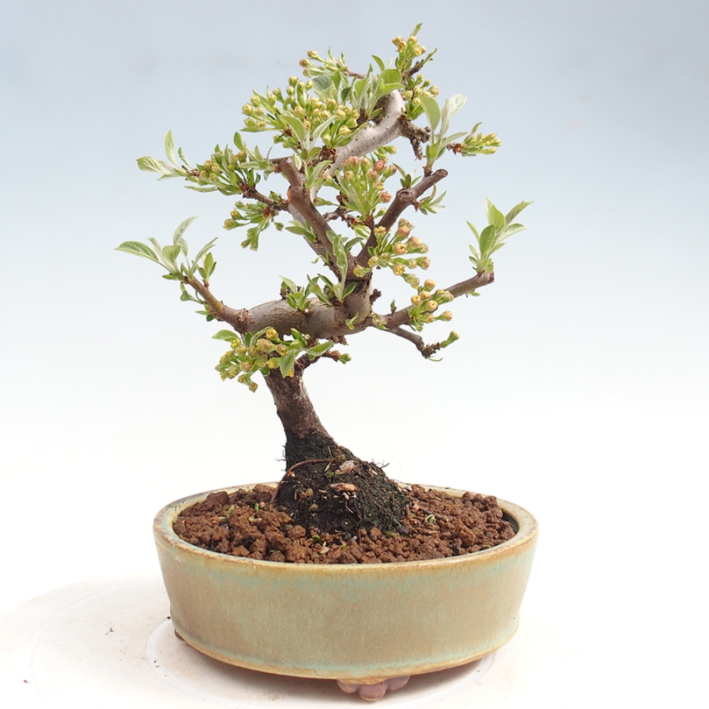 Outdoor bonsai - Malus sargentii - Small-fruited apple tree
