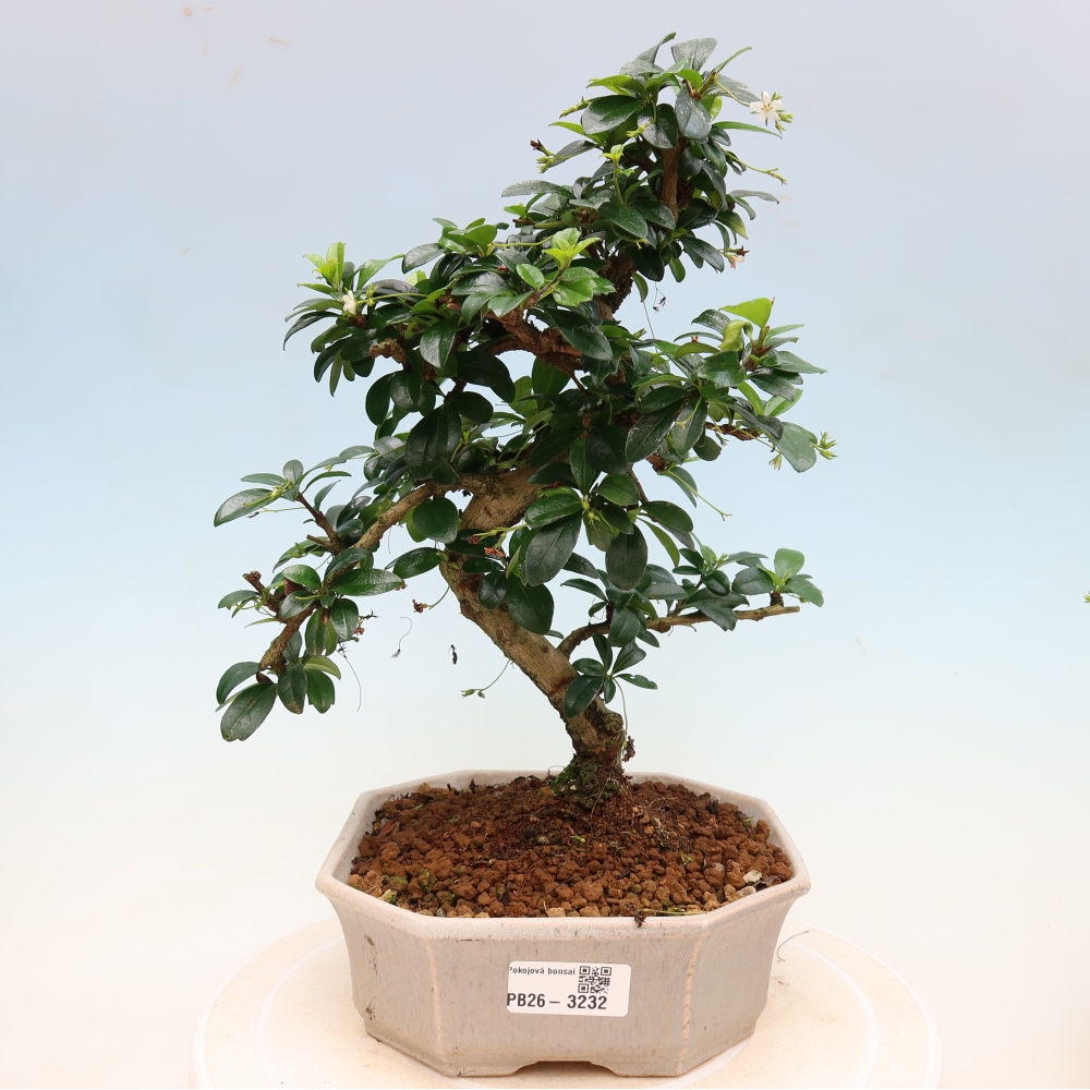 Room bonsai - Carmona macrophylla - Tea fuki