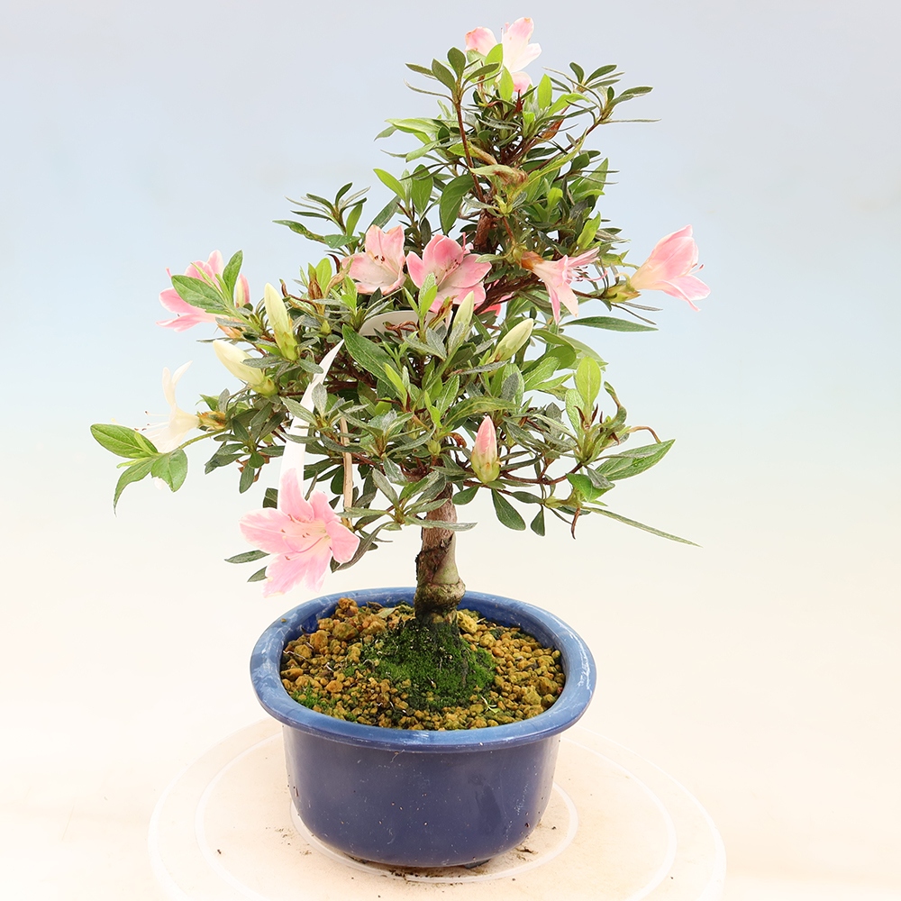 Outdoor bonsai - Japanese Azalea - Azalea Senhime
