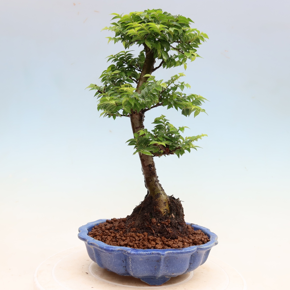 Outdoor Bonsai - Ulmus Jacqueline Hillier - European White Elm