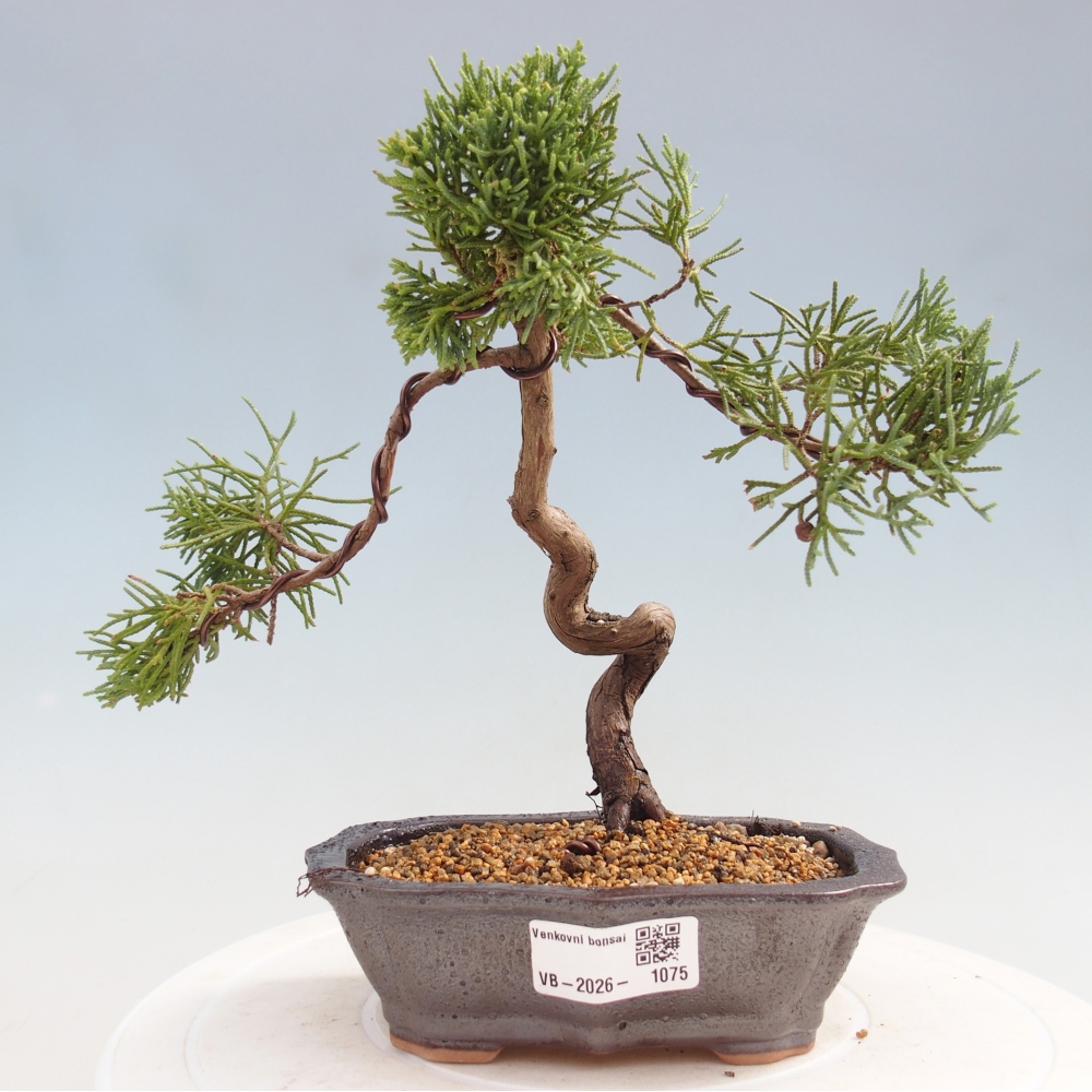 Outdoor bonsai - Juniperus chinensis Kishu