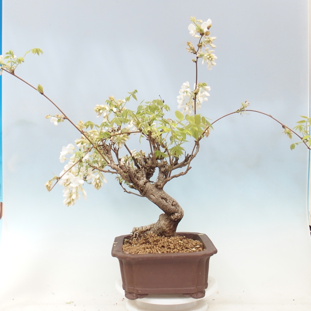 Outdoor bonsai - Vistaria - Wisteria