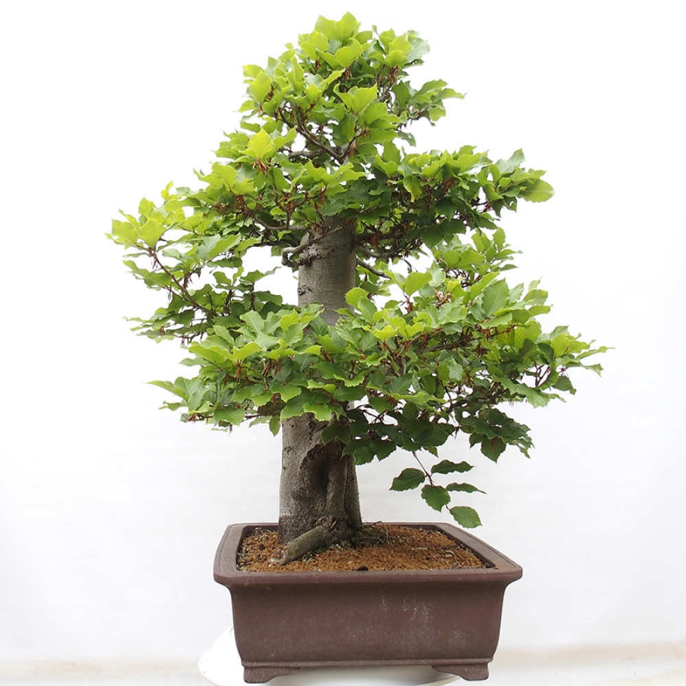 Outdoor bonsai - Fagus sylvatica - Beech