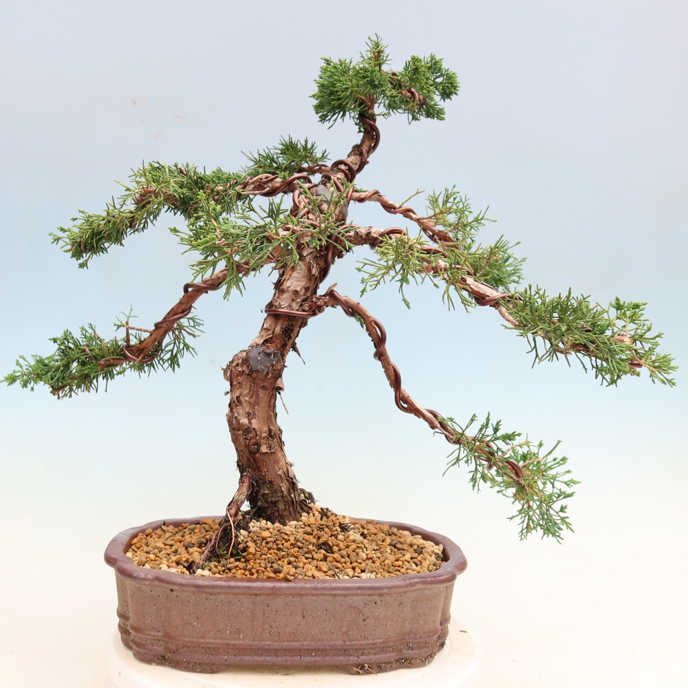 Outdoor bonsai - Juniperus chinensis Kishu