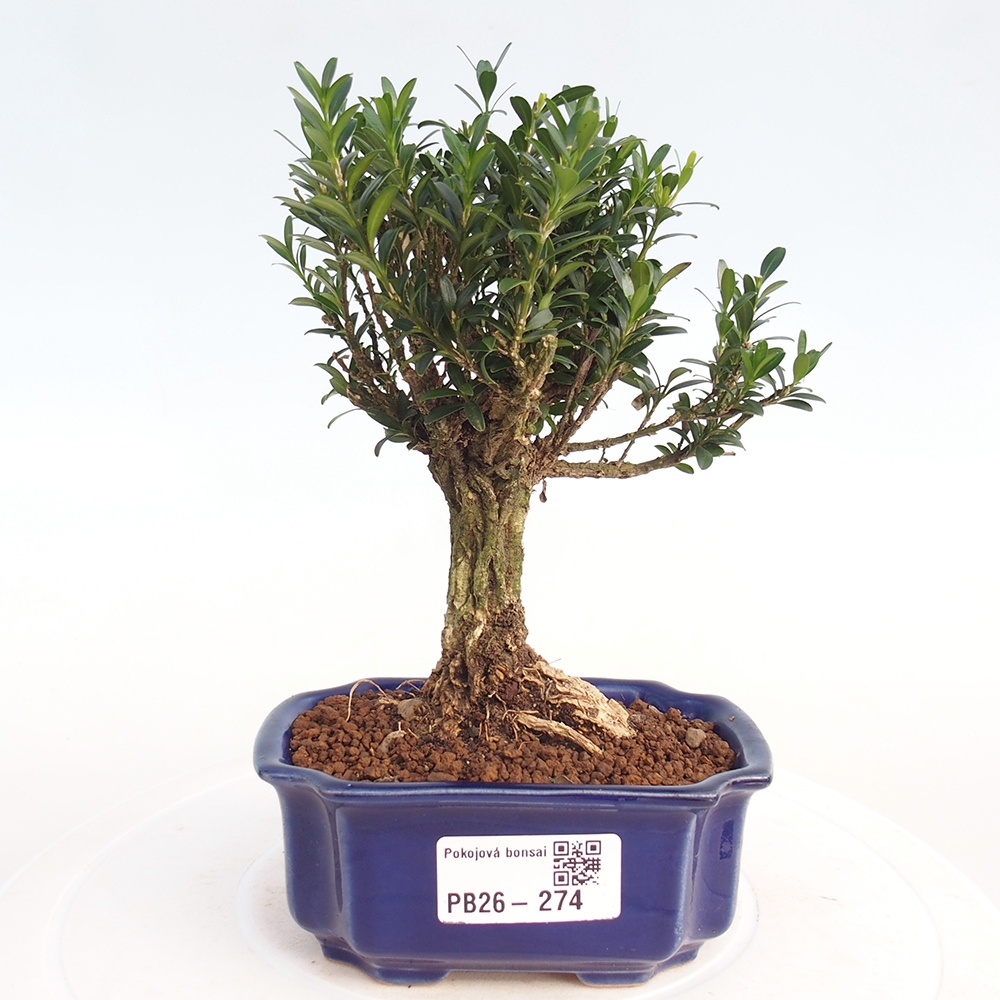 Room bonsai - Buxus harlandii - cork buxus