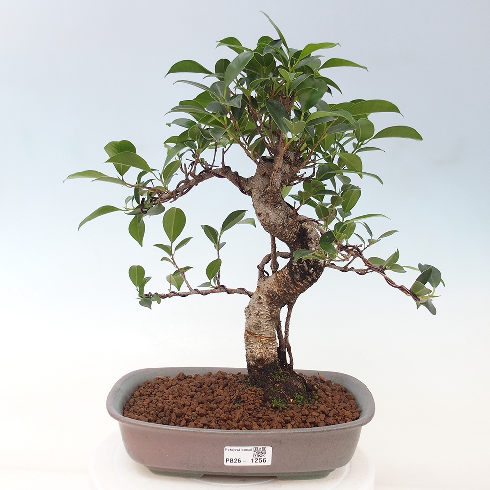 Indoor bonsai - Ficus kimmen - small-leaved ficus
