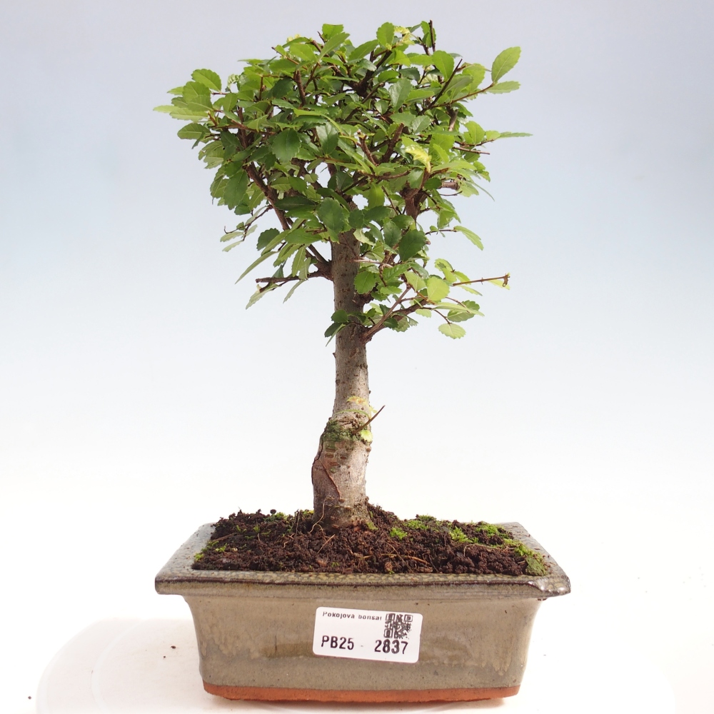 Indoor bonsai - Ulmus parvifolia - Small-leaved elm