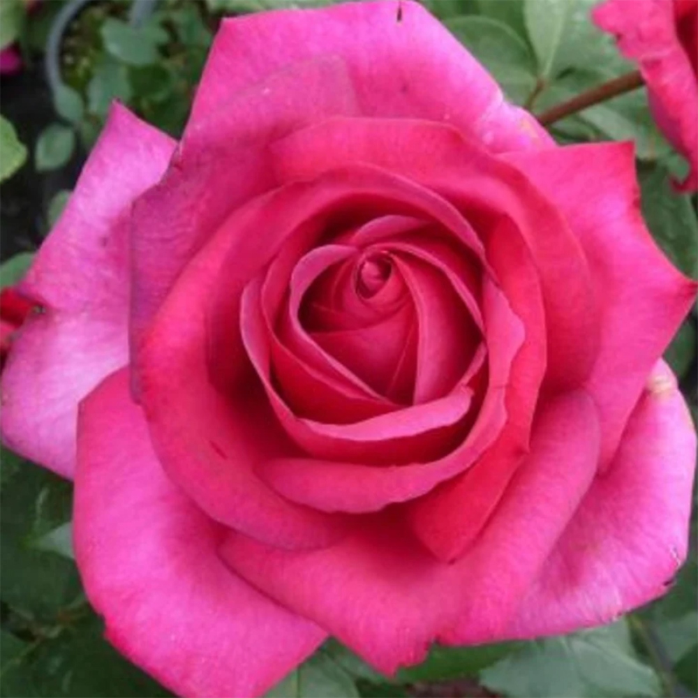 Outdoor Bonsai - Rosa Kordes - Rose