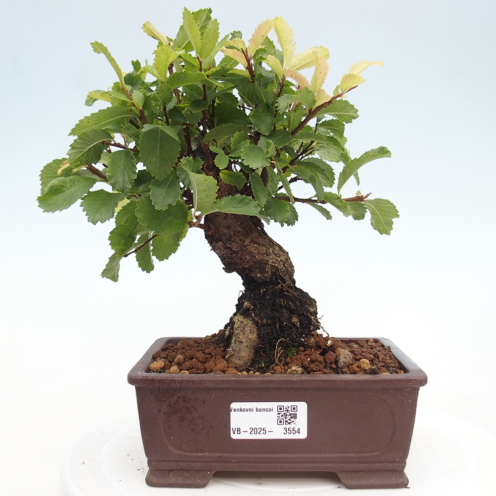 Outdoor bonsai - Zelkova - Zelkova NIRE