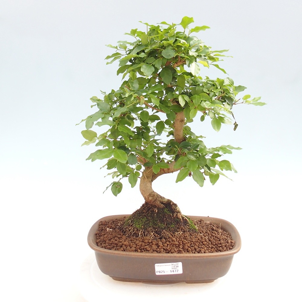 Room bonsai -Ligustrum chinensis - privet