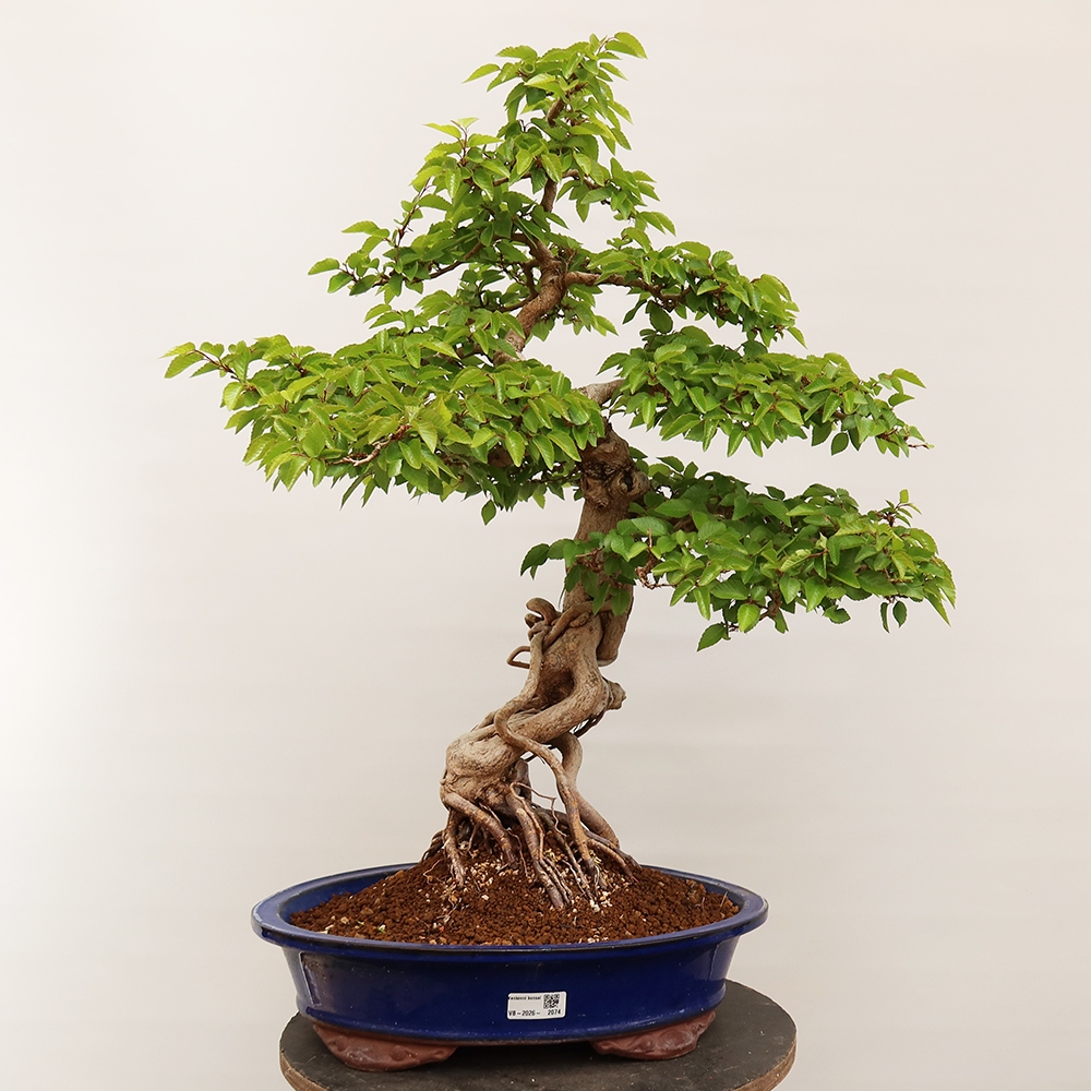 Outdoor bonsai - Carpinus Coreana - Korean hornbeam