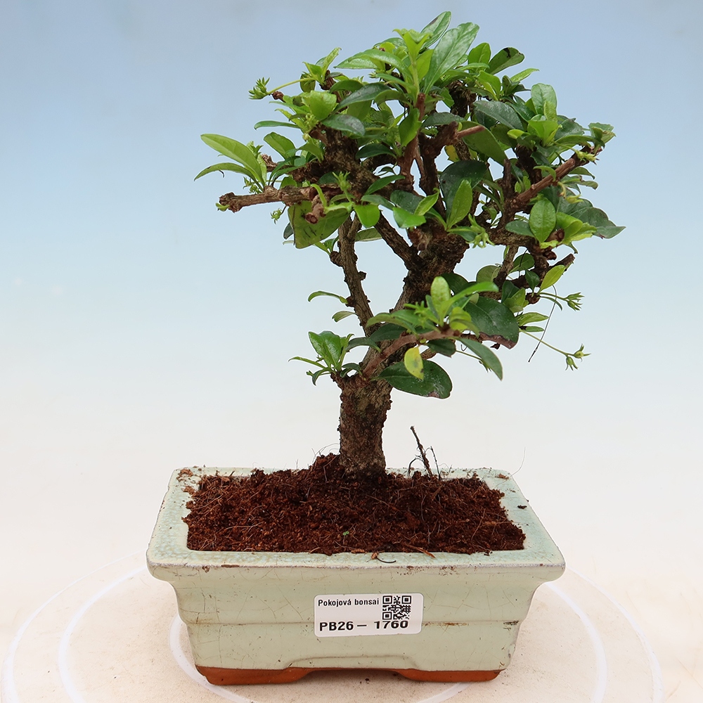 Room bonsai - Carmona macrophylla - Tea fuki