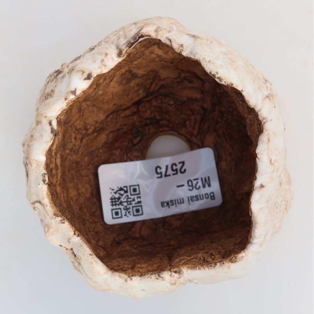 Ceramic Shell, 7 x 7 x 6 cm, white-brown
