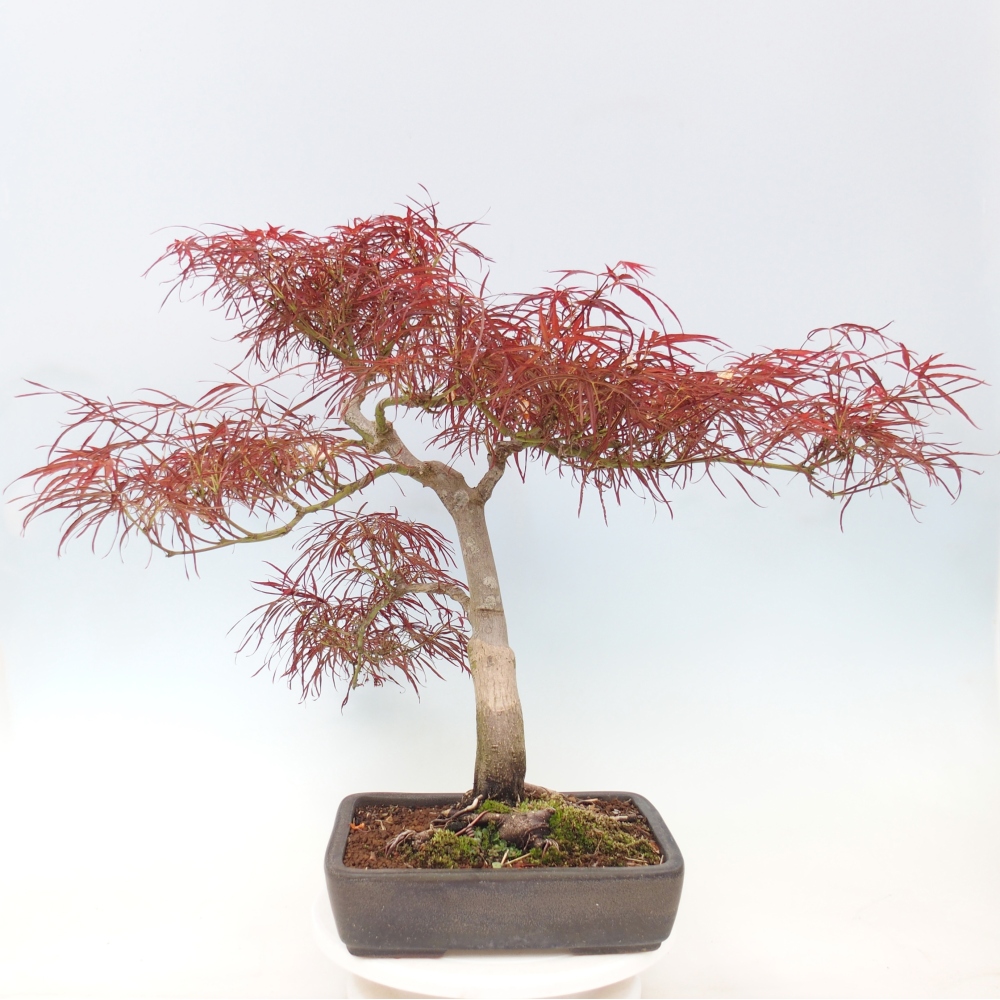 Outdoor bonsai - Acer palmatum RED PYGMY