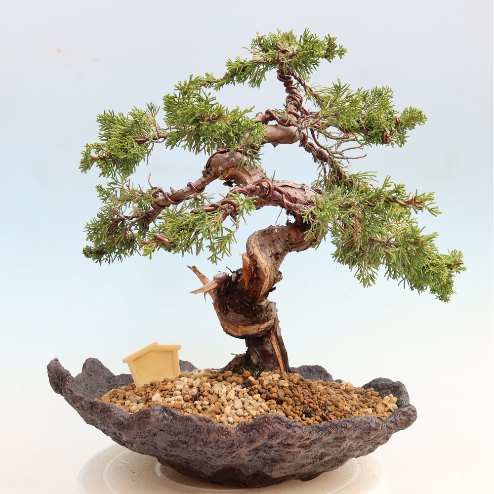 Outdoor Bonsai - Juniperus chinensis Itoigawa - Chinese Juniper