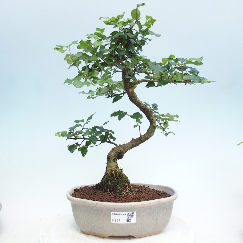 Room bonsai -Ligustrum retusa - small-leaved bird's beak