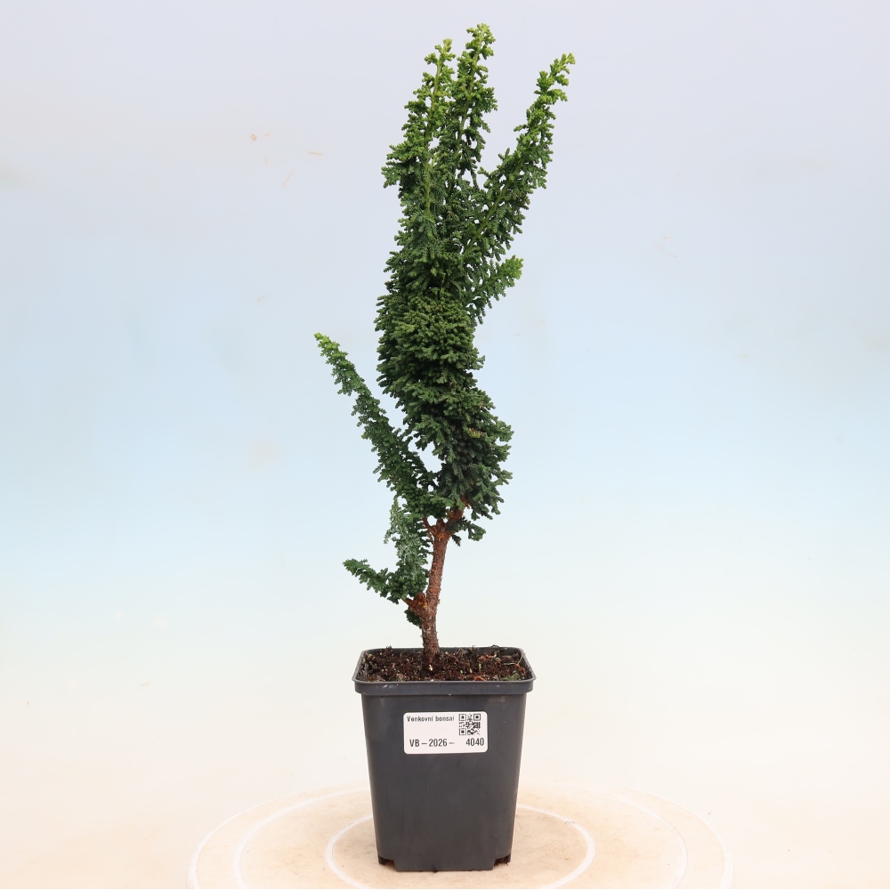 Outdoor bonsai - Cham. obtusa SEKKA HINOKI - Cypress