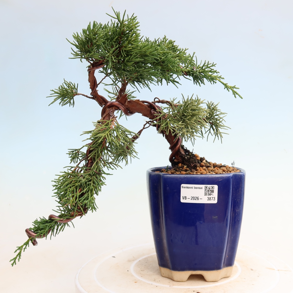 Outdoor bonsai - Juniperus chinensis Kishu
