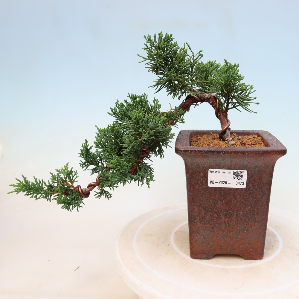 Outdoor bonsai - Juniperus chinensis Kishu