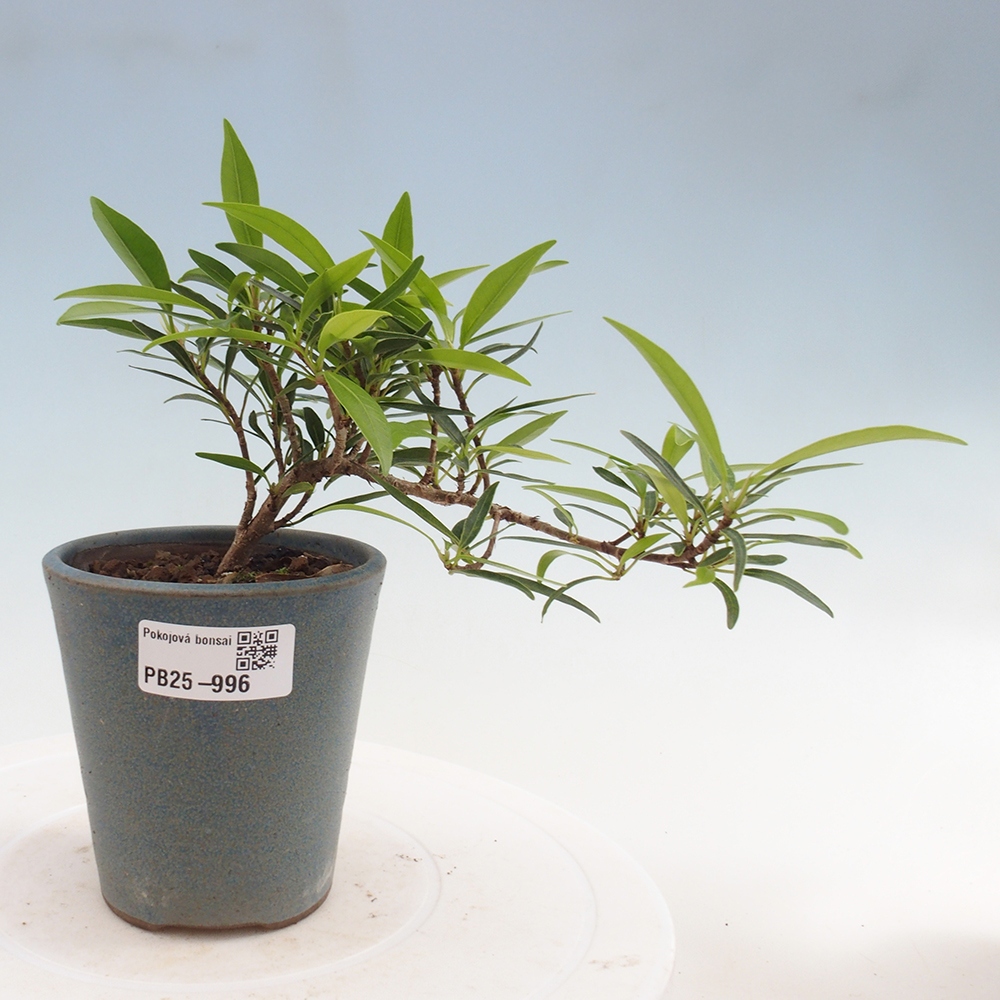 Indoor bonsai - Ficus nerifolia - small-leaved ficus