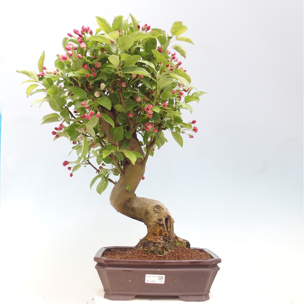 Outdoor bonsai -Malus halliana - Small-fruited apple tree