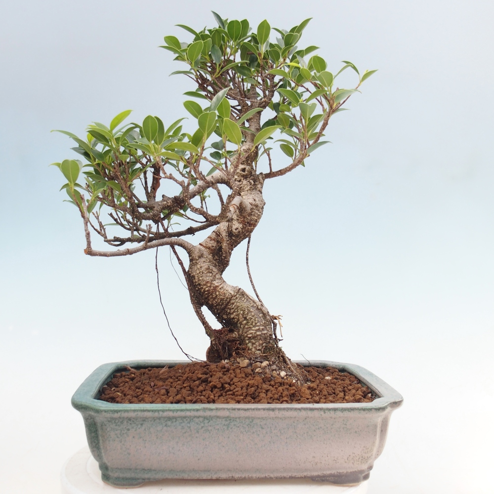 Room bonsai - Ficus kimmen - small-leaved ficus