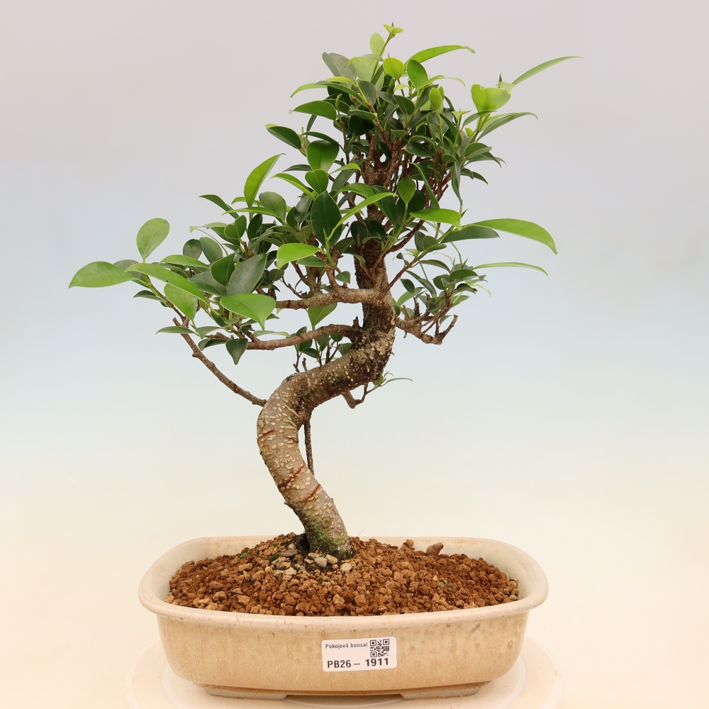 Room bonsai - Ficus kimmen - small-leaved ficus