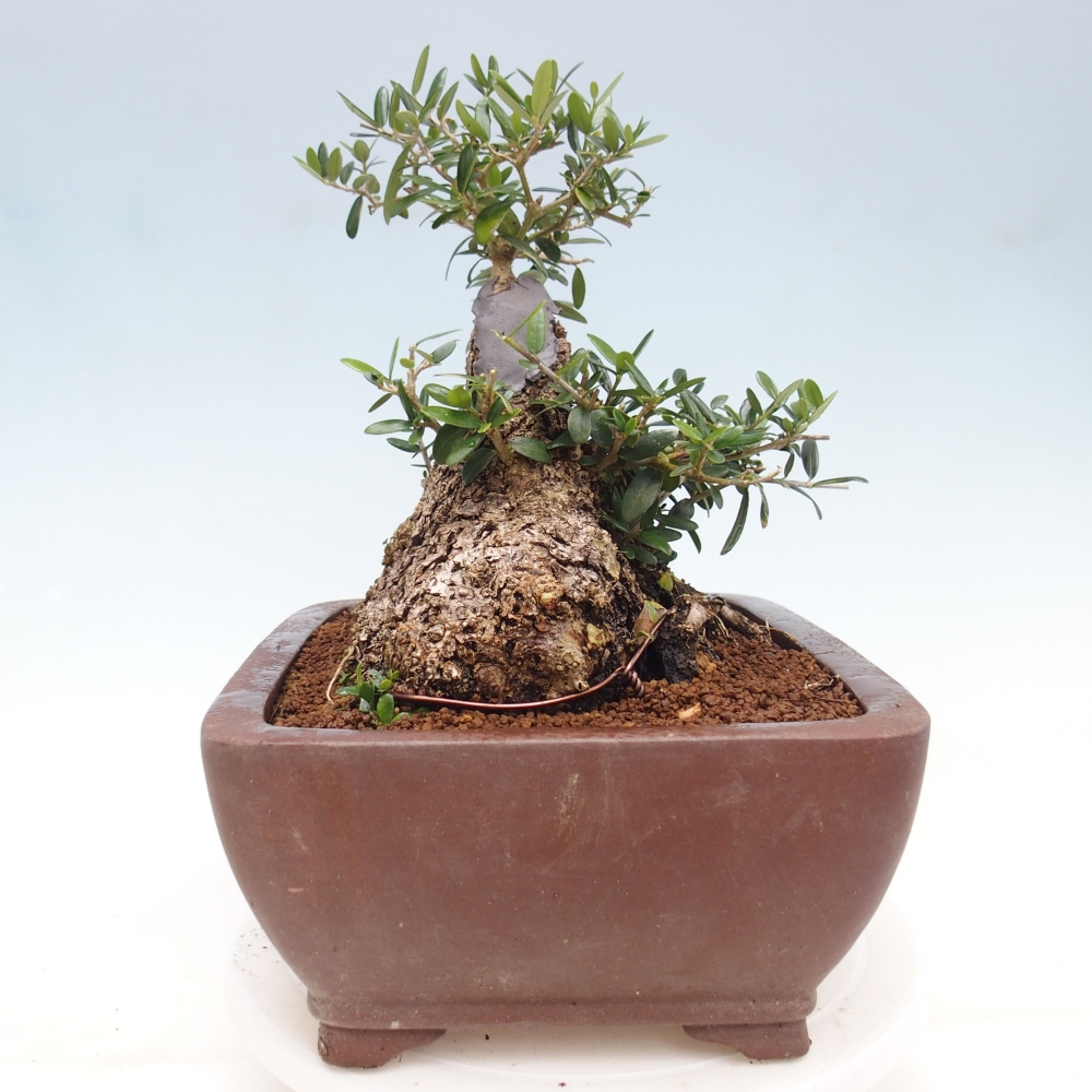 Indoor bonsai - Olea europaea sylvestris - European small-leaved olive oil