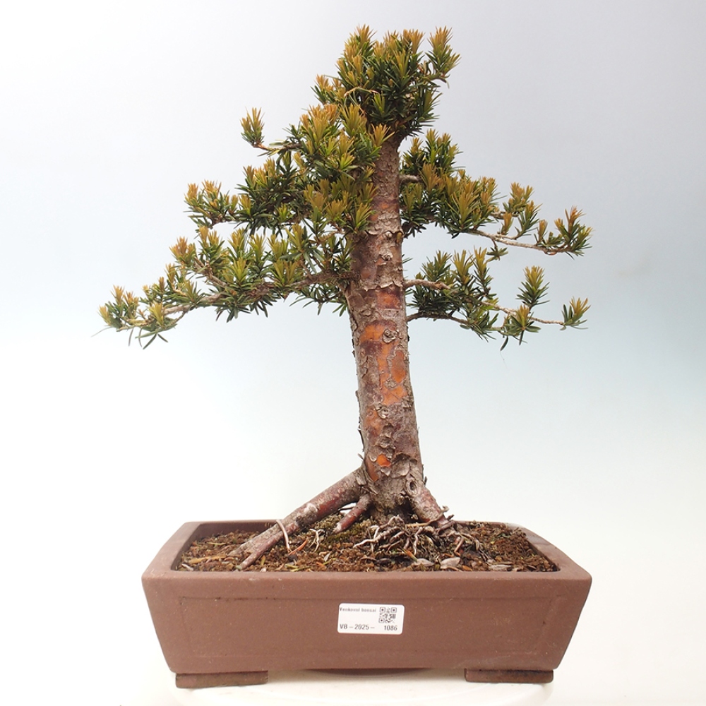 Outdoor bonsai - Taxus cuspidata - Japanese yew