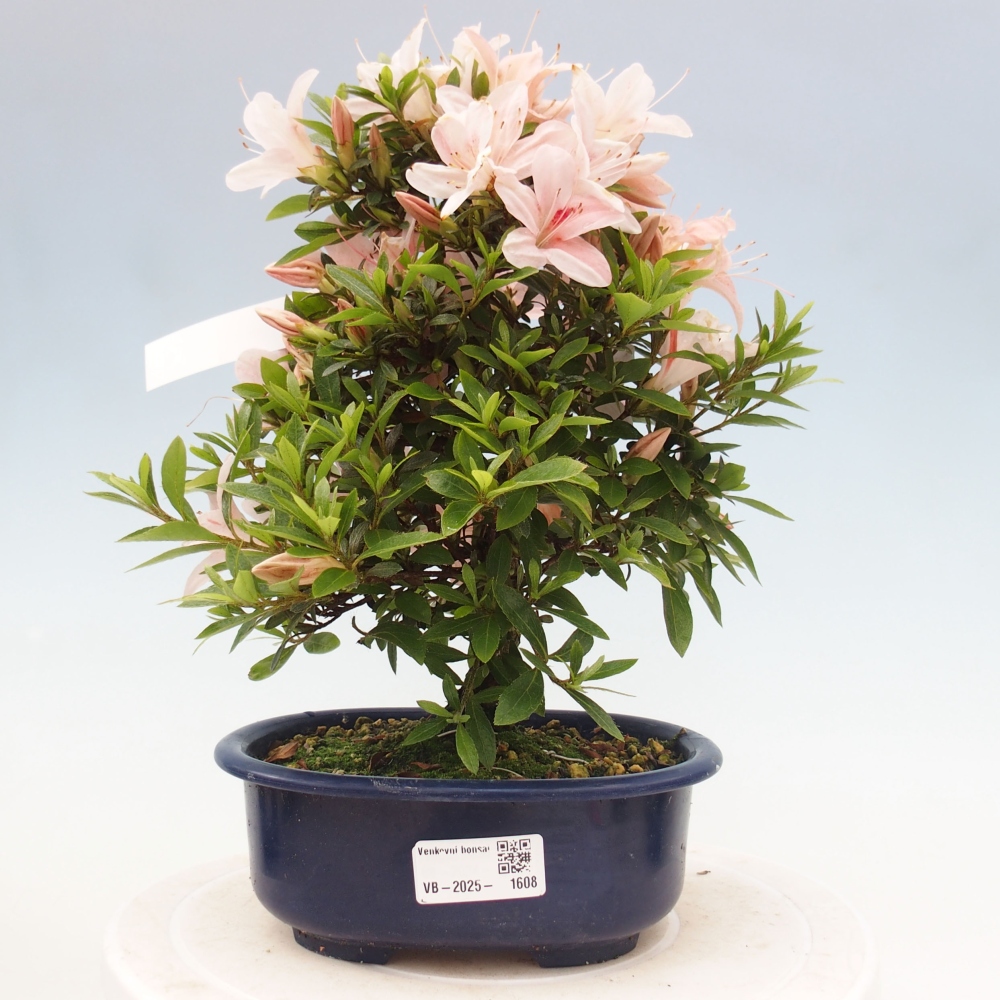 Outdoor bonsai - Japanese azalea - Azalea Nikko