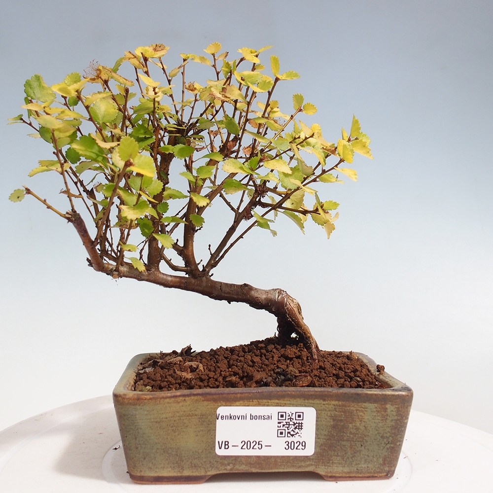 Outdoor bonsai - dwarf birch - Betula NANA Treasure