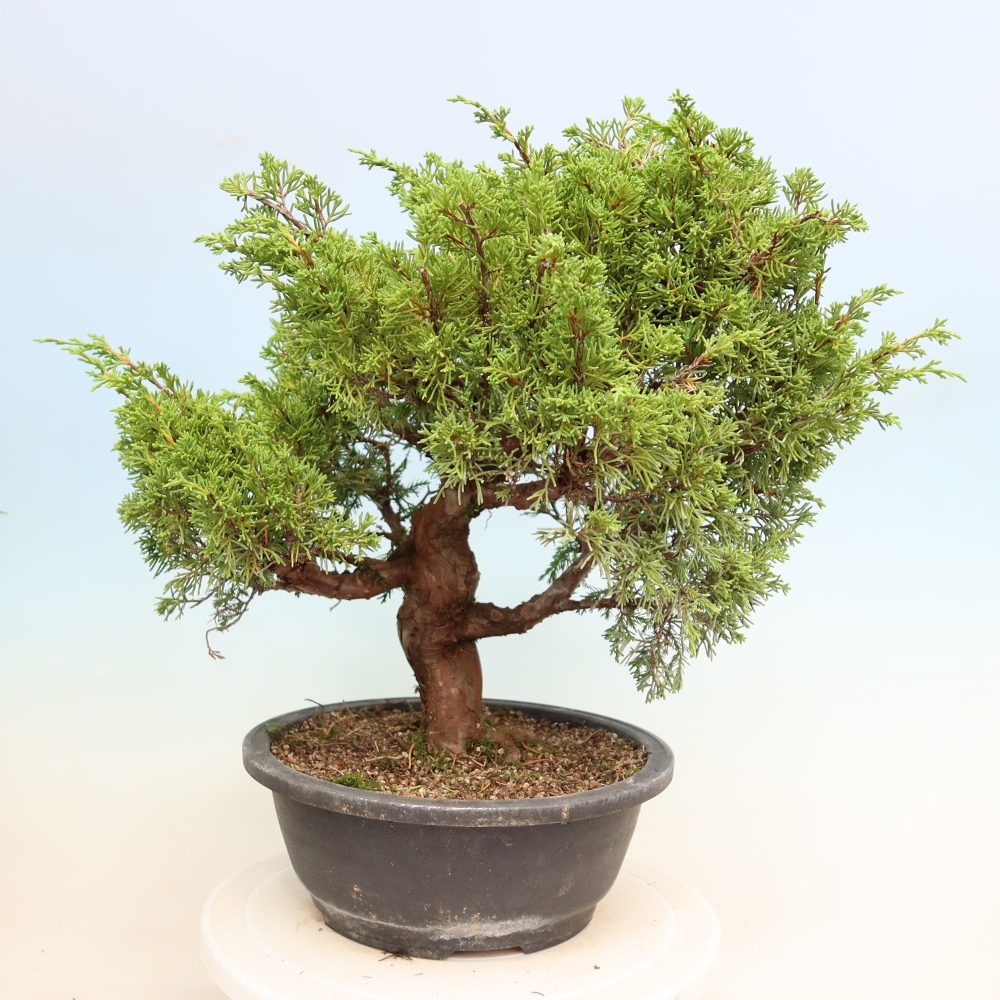Outdoor Bonsai - Juniperus chinensis Itoigawa - Chinese Juniper