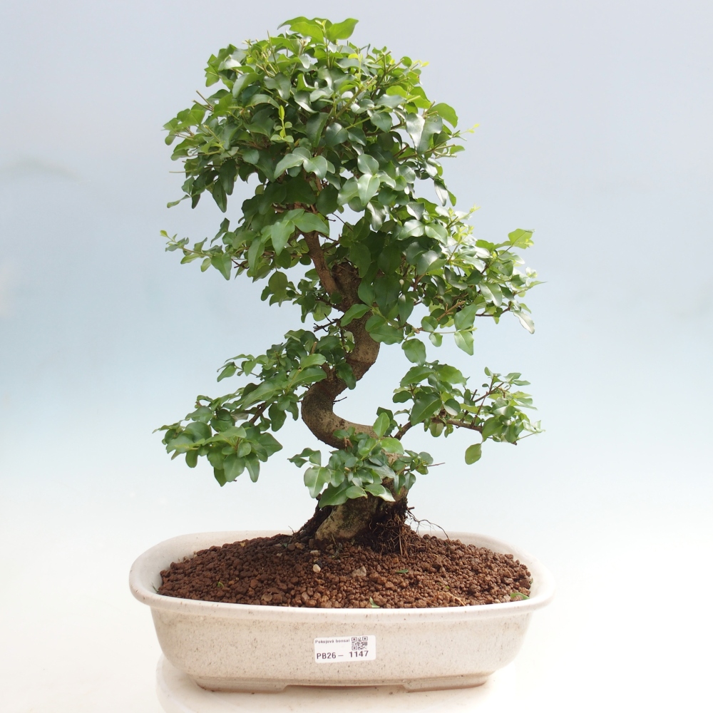 Room bonsai -Ligustrum chinensis - Birds Beak