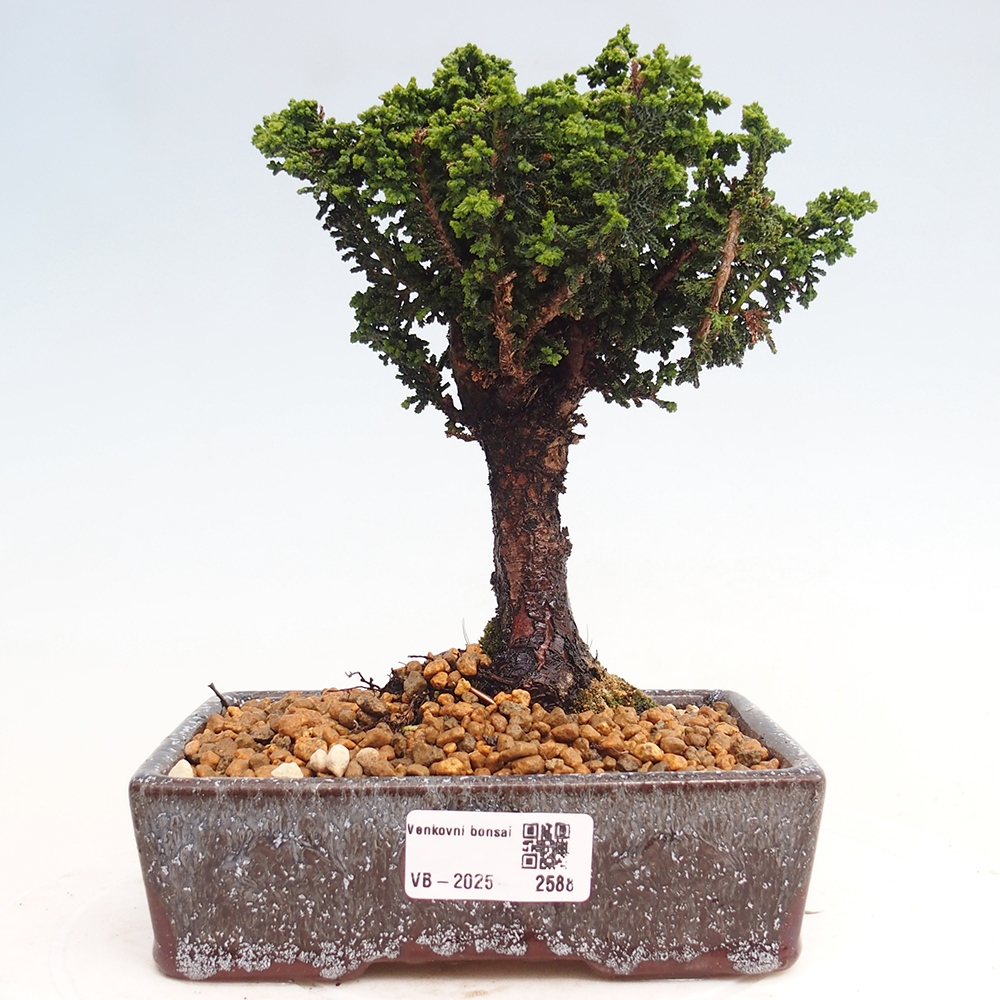 Outdoor bonsai - Cham. obtusa SEKKA HINOKI - Cypress