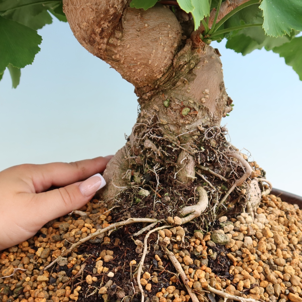 Outdoor bonsai - Ginkgo biloba - Ginkgo biloba