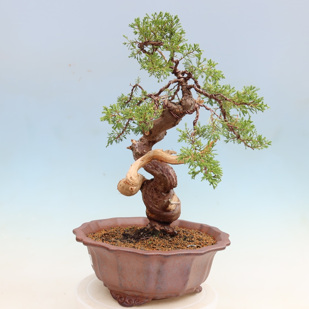 Outdoor Bonsai - Juniperus chinensis Itoigawa - Chinese Juniper