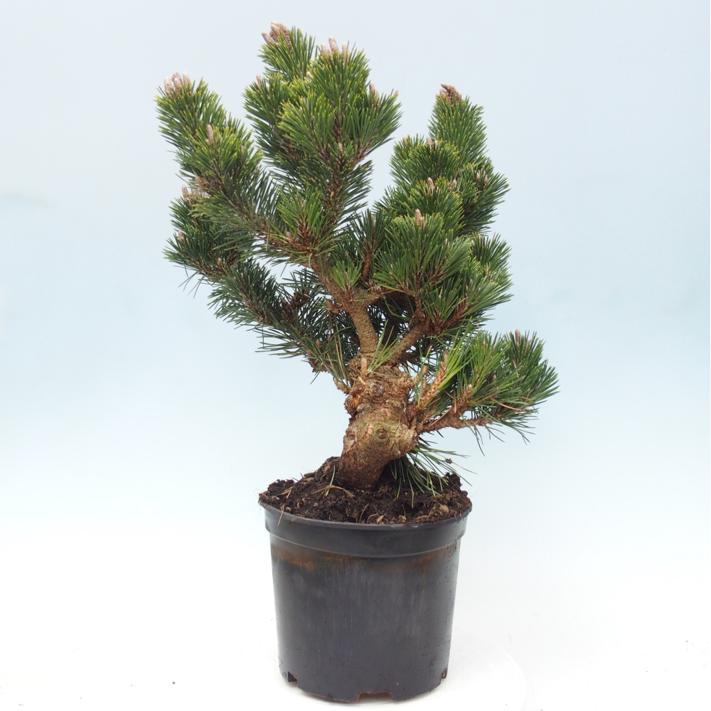 Outdoor bonsai - Pinus thunbergii senjyumaru - Thunberg pine